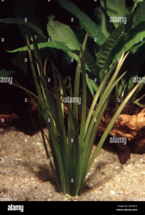 Eel grass hi-res stock photography and images - Alamy