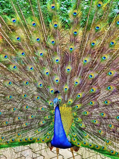 Peacock His Natural Habitat Stock Photos - Free & Royalty-Free Stock ...