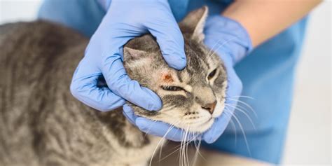 Ringworm In Cats: Causes, Symptoms, & Treatment - All About Cats