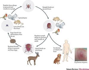 Borrelia burgdorferi and Lyme Disease Pathogenesis - microbewiki