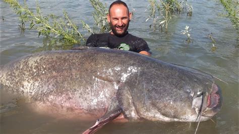 Biggest Catfish I have ever seen by Yuri Grisendi - YouTube