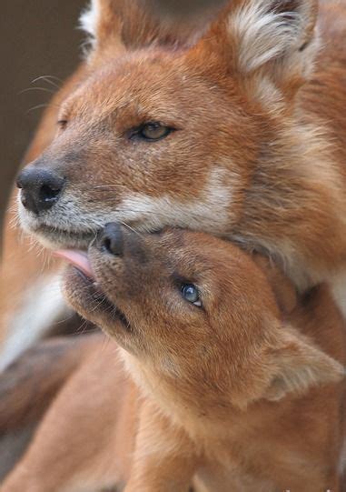 Pin by Tsjok DeClercq on Hondachtigen : DHOLE (Cuon alpinus ) |…