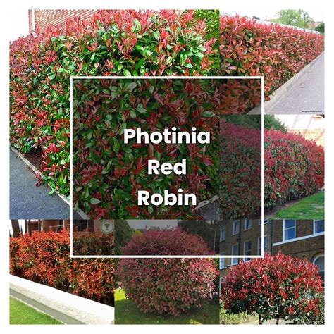 How to Grow Photinia Red Robin Hedge - Plant Care & Tips | NorwichGardener