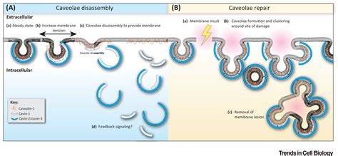 Caveolae: One Function or Many?: Trends in Cell Biology