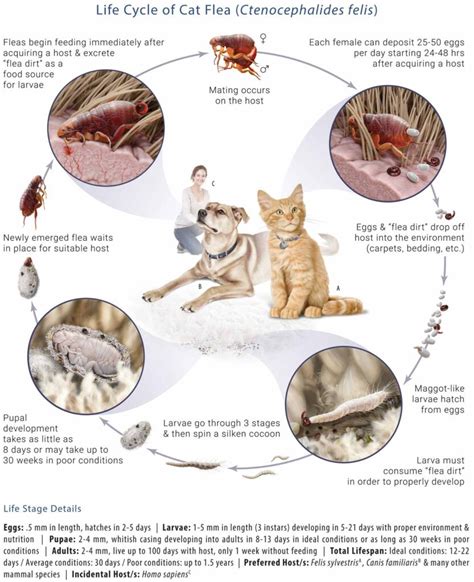 Can Cats Get Fleas In Winter – Pest Phobia