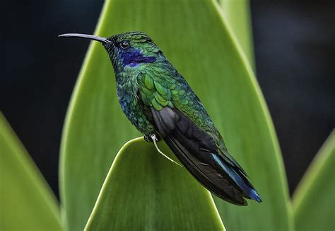 7 Species of Hummingbirds in Minnesota (Pictures & Info) - Animal Hype