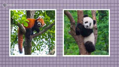 Giant Pandas vs Red Pandas - What's the Difference? | BestofPanda