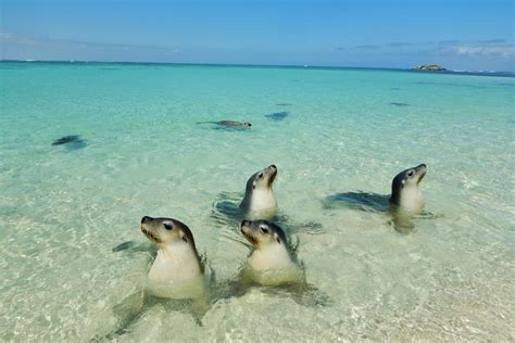 Jurien Bay Marine Park