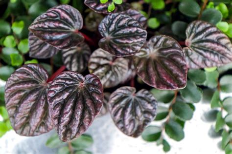 Peperomia Caperata Care: How to Grow and Nurture Your Emerald Ripple Plant