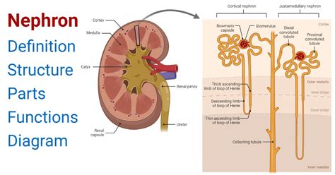 23+ Diagram Of Nephron - MelaniAayla