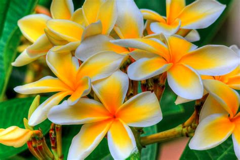 Plumeria: How to Grow and Care with Success