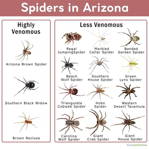 Arizona Spiders Identification Chart