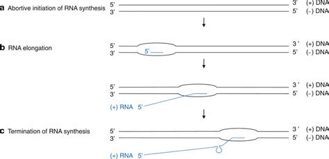 14. RNA transcription by T7 DNA-dependent RNA polymerase. (a ...