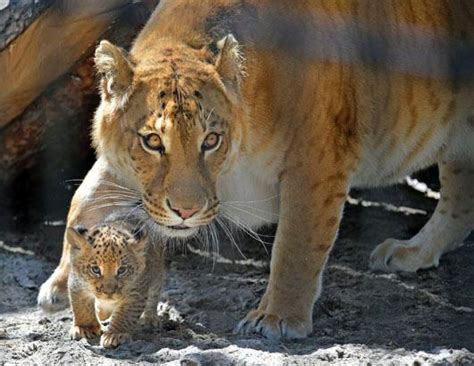 Adorable Liger Cubs Make Their Debut Picture | Liger Cubs Make Their Debut - ABC News