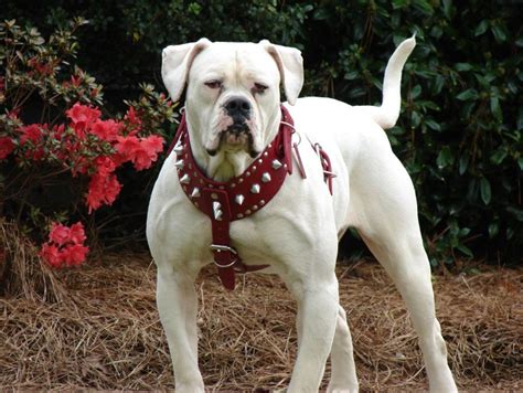 American bulldog - Mabelle Dew