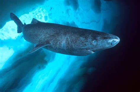 Longevity Record Holder: Greenland Shark Can Live To Be 400 Years Old!