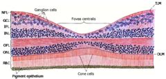 Histology of the Eye Flashcards | Quizlet