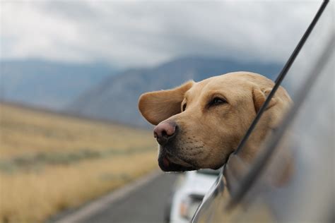 Traveling with Pets: What You Need to Know – Neater Pets