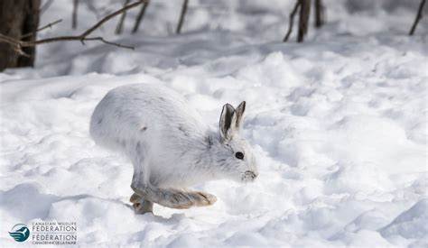 How Do Animals Survive the Winter in Canada? – Your Connection to Wildlife