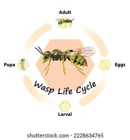 Wasp Life Cycle Vector Agricultureeducationsciencegraphic Designartwork: เวกเตอร์สต็อก (ปลอดค่า ...