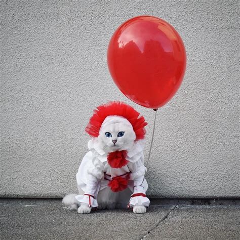 cutest-animals-here: Clown Cat cutest-animals-here: Clown Cat (With images) | Pet halloween ...