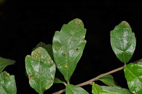 Ehretia microphylla (Ehretiaceae) image 63876 at PhytoImages.siu.edu