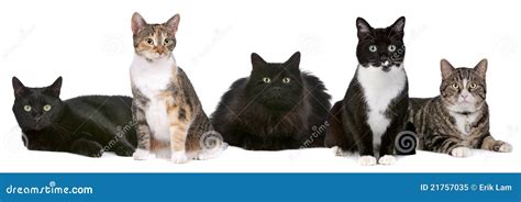 Group Of Cats Royalty Free Stock Photo - Image: 21757035