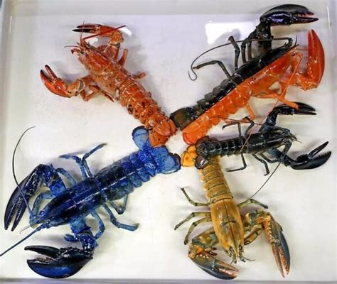 A Rare Yellow Lobster Joins a Boston Aquarium's Lobster Rainbow - Atlas Obscura