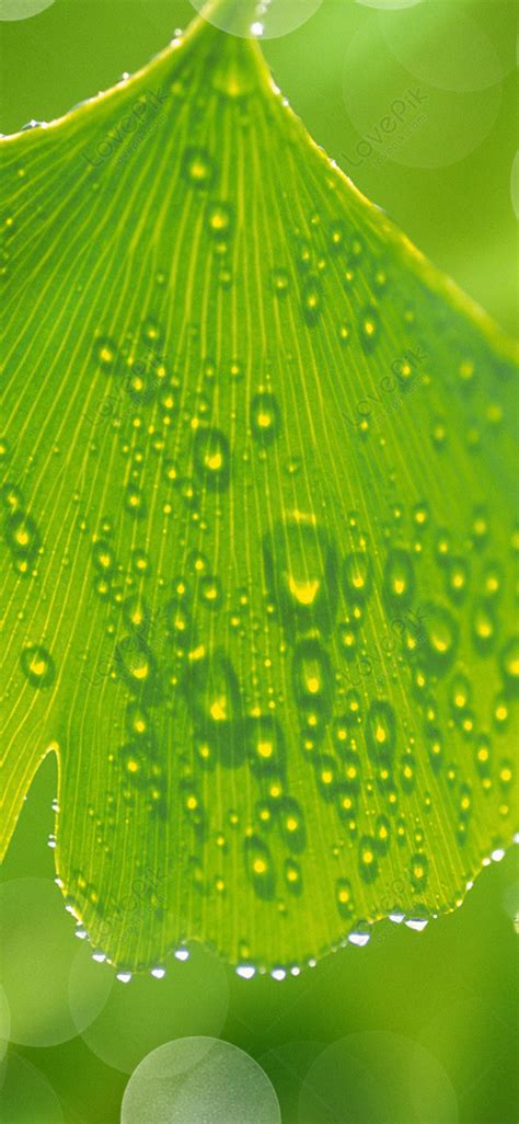 Green Ginkgo Leaf Cell Phone Wallpaper Images Free Download on Lovepik ...