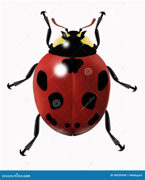 Realistic vector ladybug stock vector. Illustration of spots - 46039548