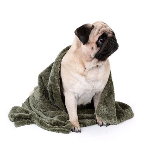 Blanket,Pet,Dog,Warm – plentifultravel