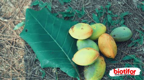 Manfaat Buah Ketapang: Untuk Kesehatan Dan Kecantikan