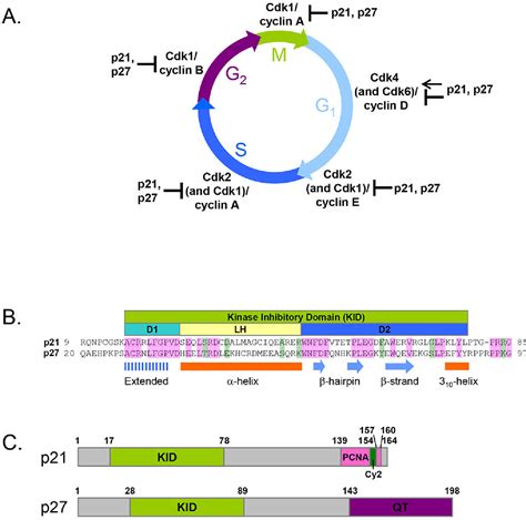 Figure 1 from Cell cycle regulation by the intrinsically disordered ...