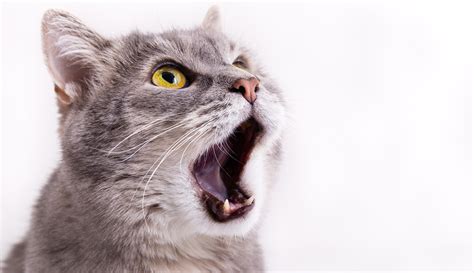 Demystifying feline behavior | Penn Today