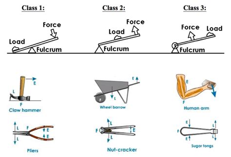 A wheelbarrow is an example of what type of lever? | Study.com