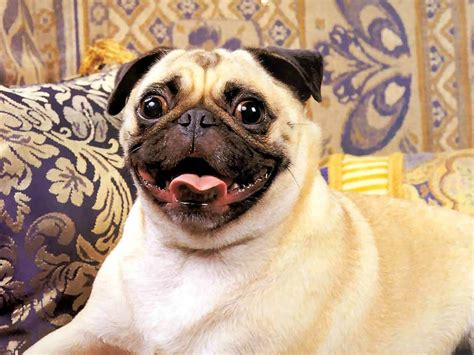 Pug Wallpaper for Desktop Background - WallpaperSafari