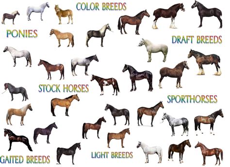 Horse ID: Breeds of the World Diagram | Quizlet