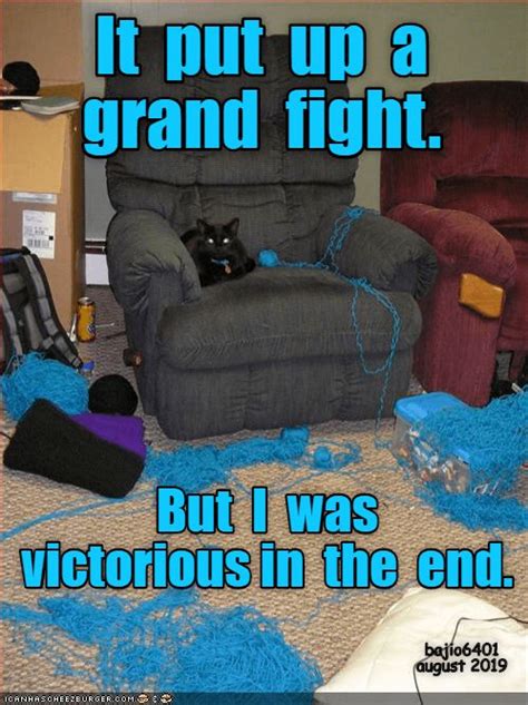 VICTORY IS MINE | Funny cat memes, Cat memes, Crazy cats