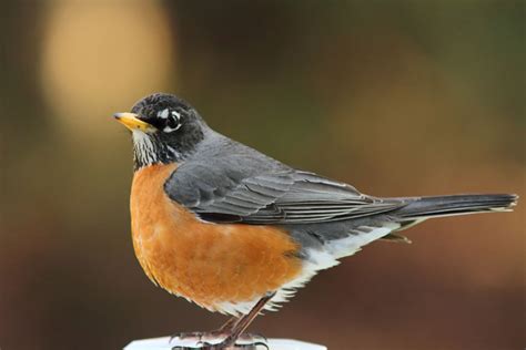 American Robin - Song of America Birdseed