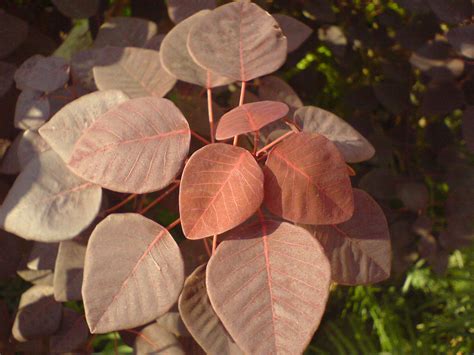 Euphorbia cotinifolia | Common name: Caribbean Copper Plant,… | Flickr