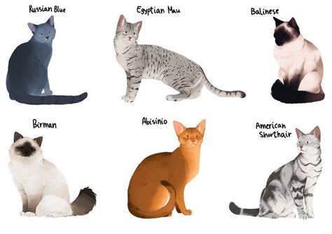 Domestic Shorthair Cat Breed Clipart | ubicaciondepersonas.cdmx.gob.mx