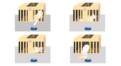 Thorndike Experiment On Cat