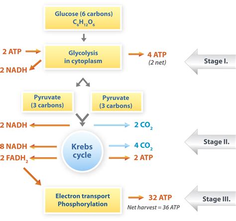 Cellular Respiration Steps And Location