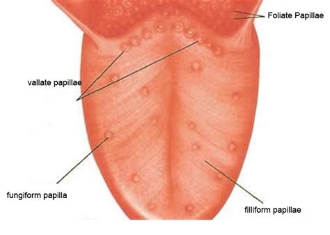 👉 Inflamed Taste Bud - Pictures, Causes, Treatment, Remedies