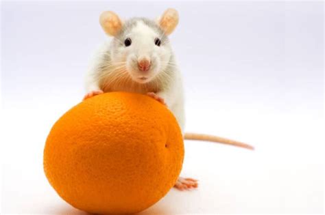 Can Rats Eat Oranges? Is Citrus Safe for Male & Female Rats?