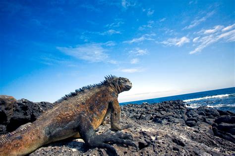 Everything You Need to Know About Traveling to the Galapagos Islands