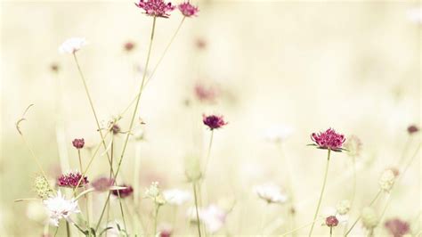 Wildflower Desktop Wallpapers - Top Free Wildflower Desktop Backgrounds ...