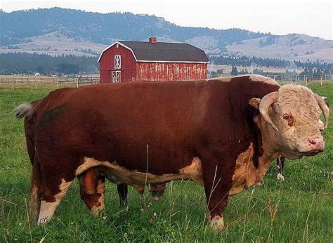 Hereford Beef Cattle | Hereford Cattle Livestock | Hereford cattle, Hereford cows, Cattle