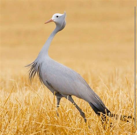 South African Blue Crane | Animals beautiful, Animals, Watercolor bird