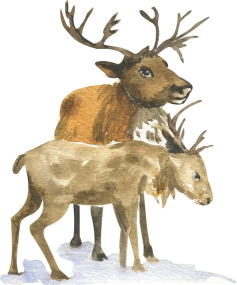 Watercolor illustration of two reindeer 15214240 PNG